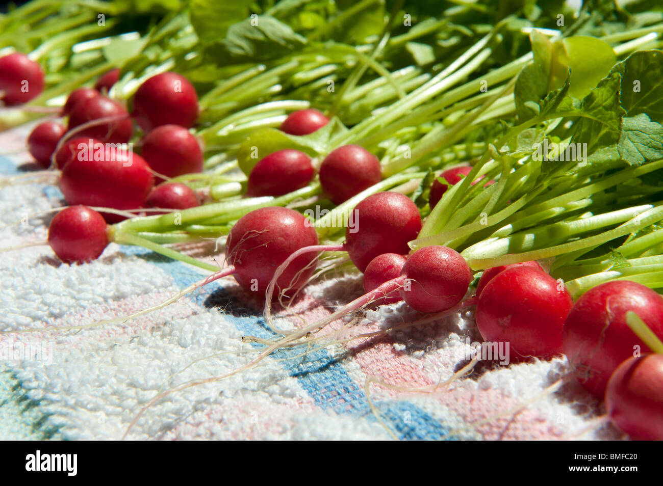 Home grown red radishes drying on kitchen towel after washing Stock Photo