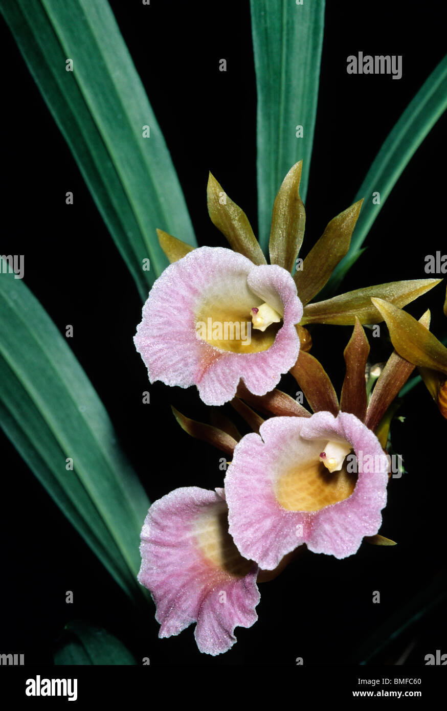Orchid, (Galeandra baueri) Belize Stock Photo