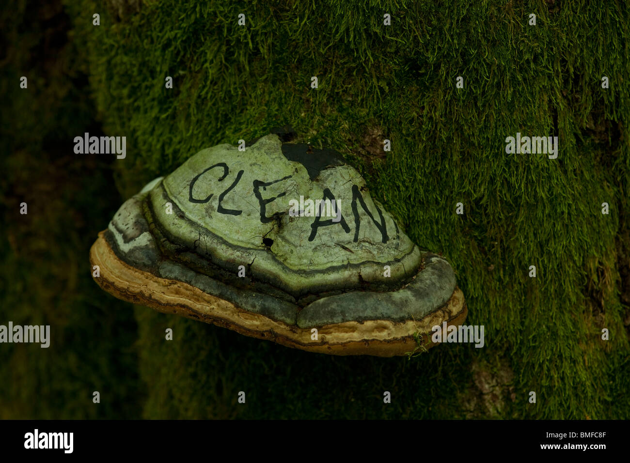 clean fungus how to photos On Tree Photos On A Stock Fungus Fungus & Tree A Stock