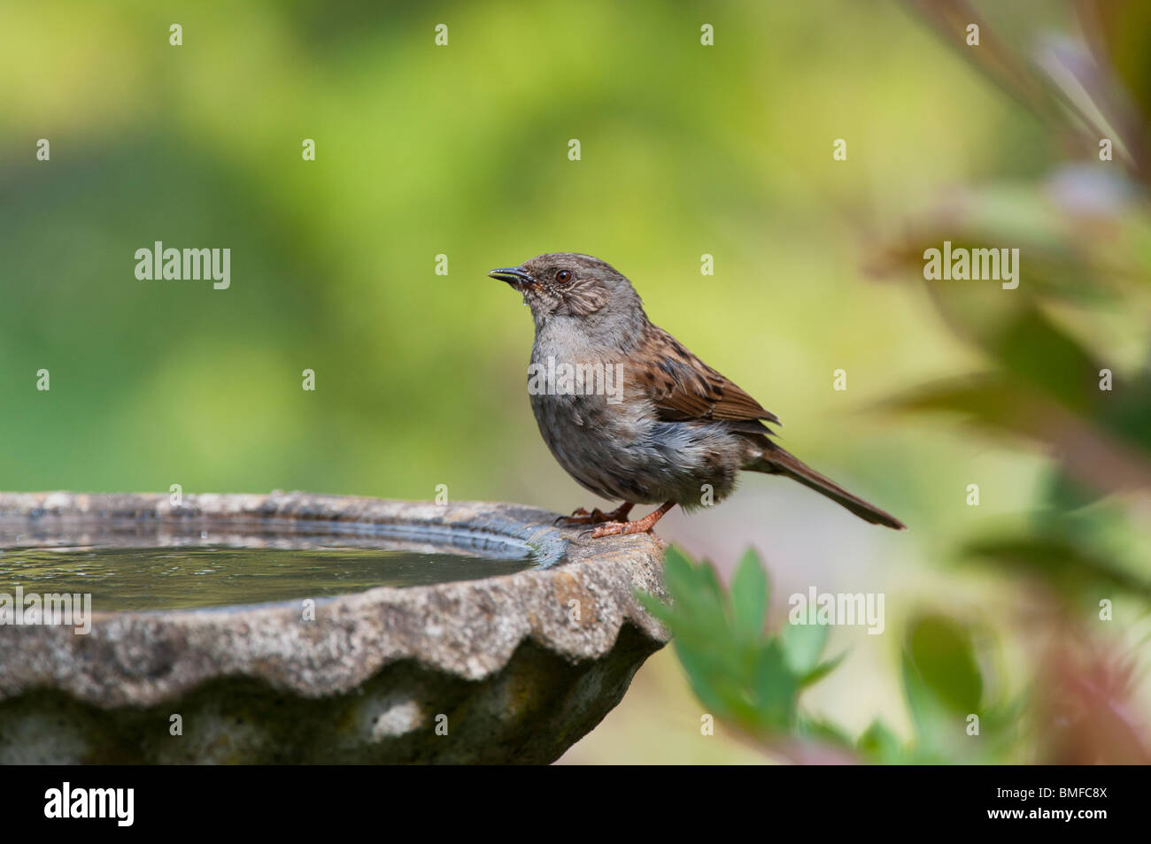 Dunnock drinking from a bird bath in an english garden. UK Stock Photo