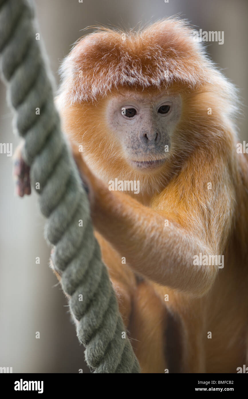 Silvered leaf monkey portrait - Presbytis cristata Stock Photo