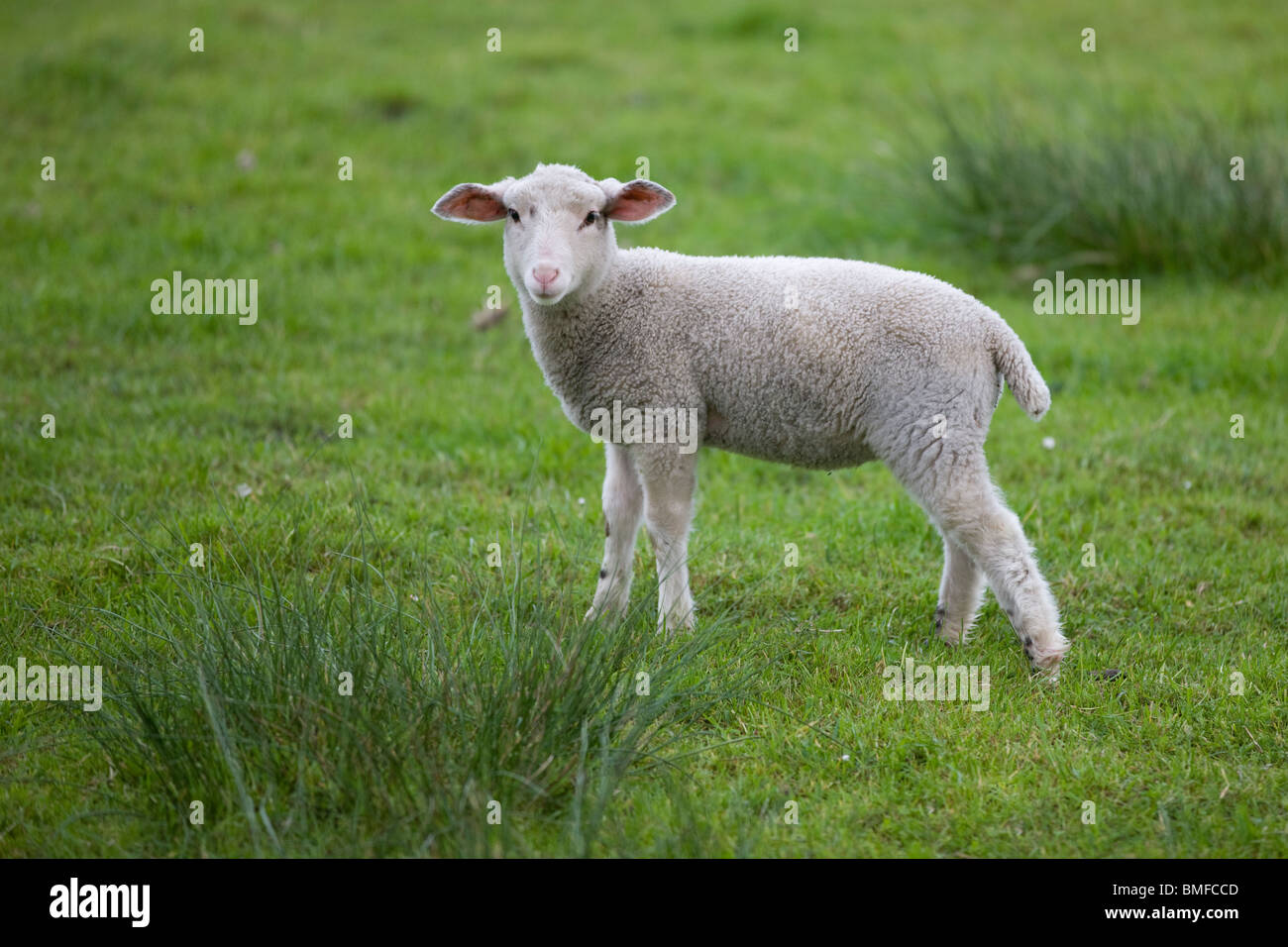 young white Sheep on a meadow - Ovis aries Stock Photo