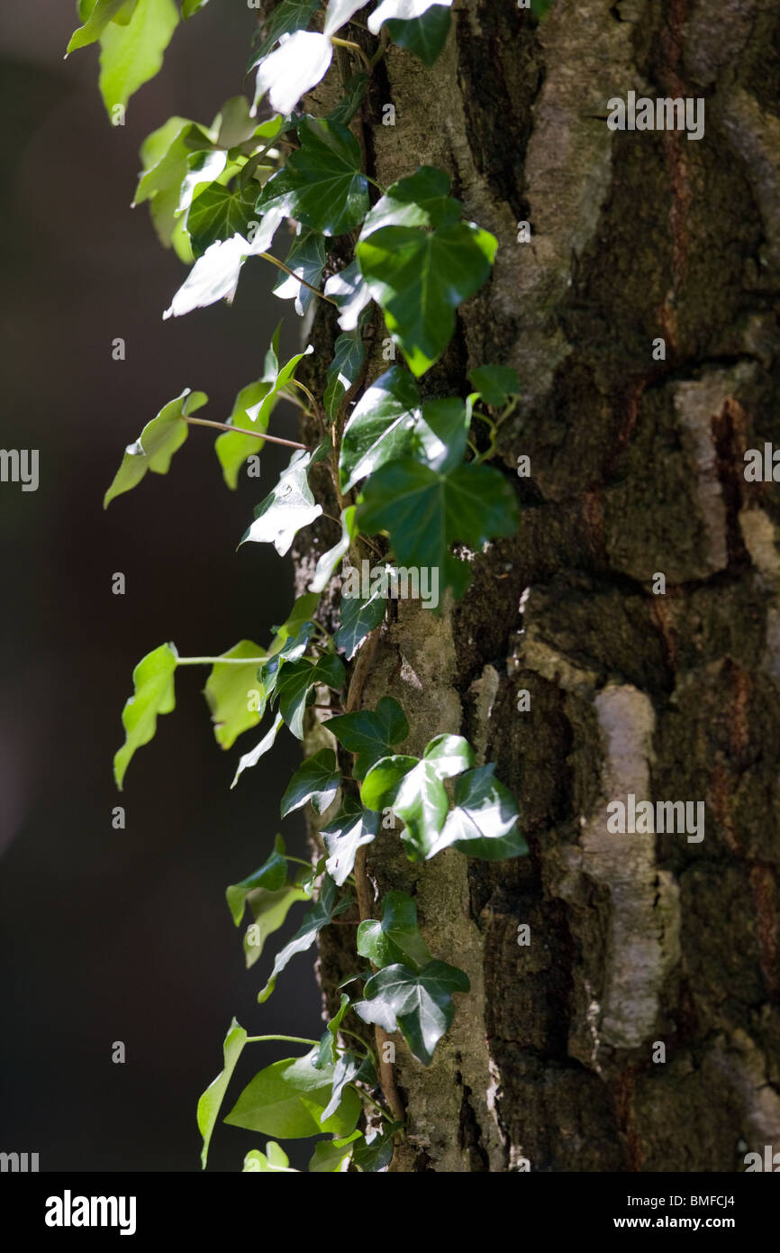 common Ivy climbing a birch tree - Hedera helix Stock Photo