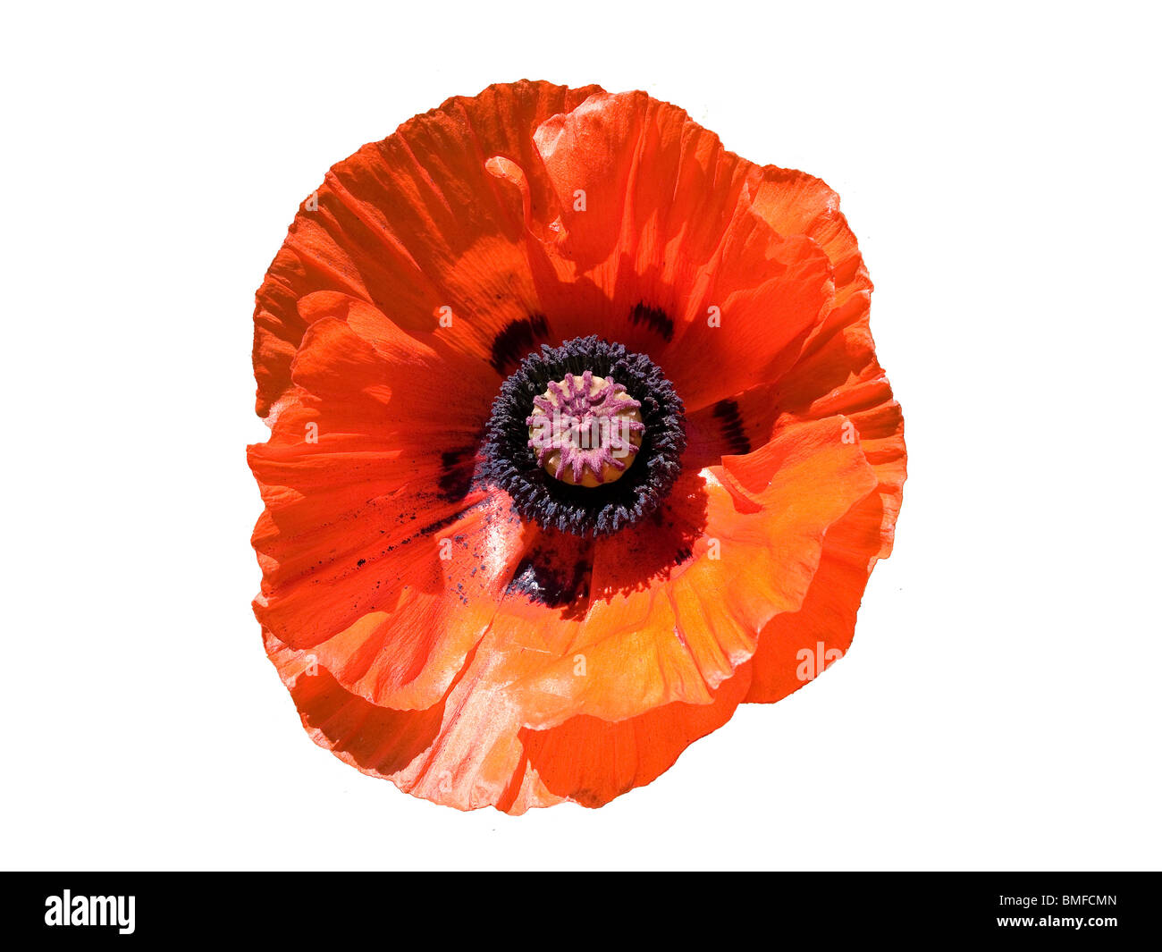 Garden red poppy Cut Out Stock Images & Pictures - Alamy