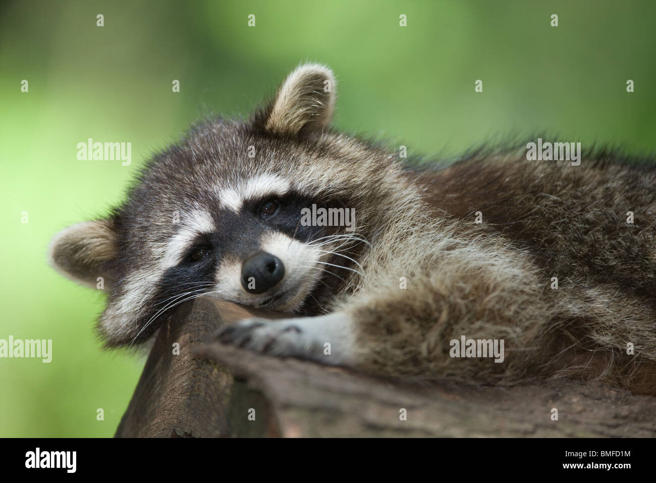 Common raccoon - Procyon lotor Stock Photo