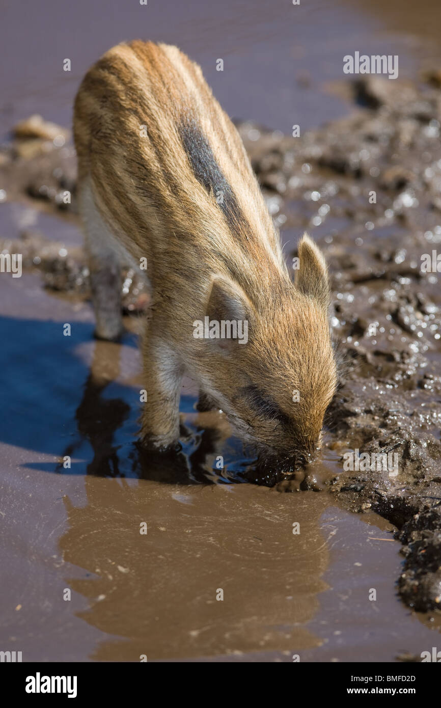 Wild Boar piglet taking a mud bath - Sus scrofa Stock Photo
