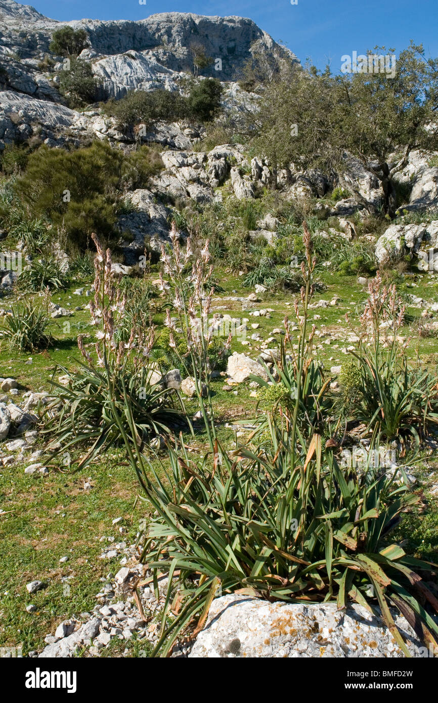 Asphodels in blossom in the Tramuntana mountain range (Majorca - Spain). Asphodèles dans la montagne Tramuntana, à Majorque. Stock Photo