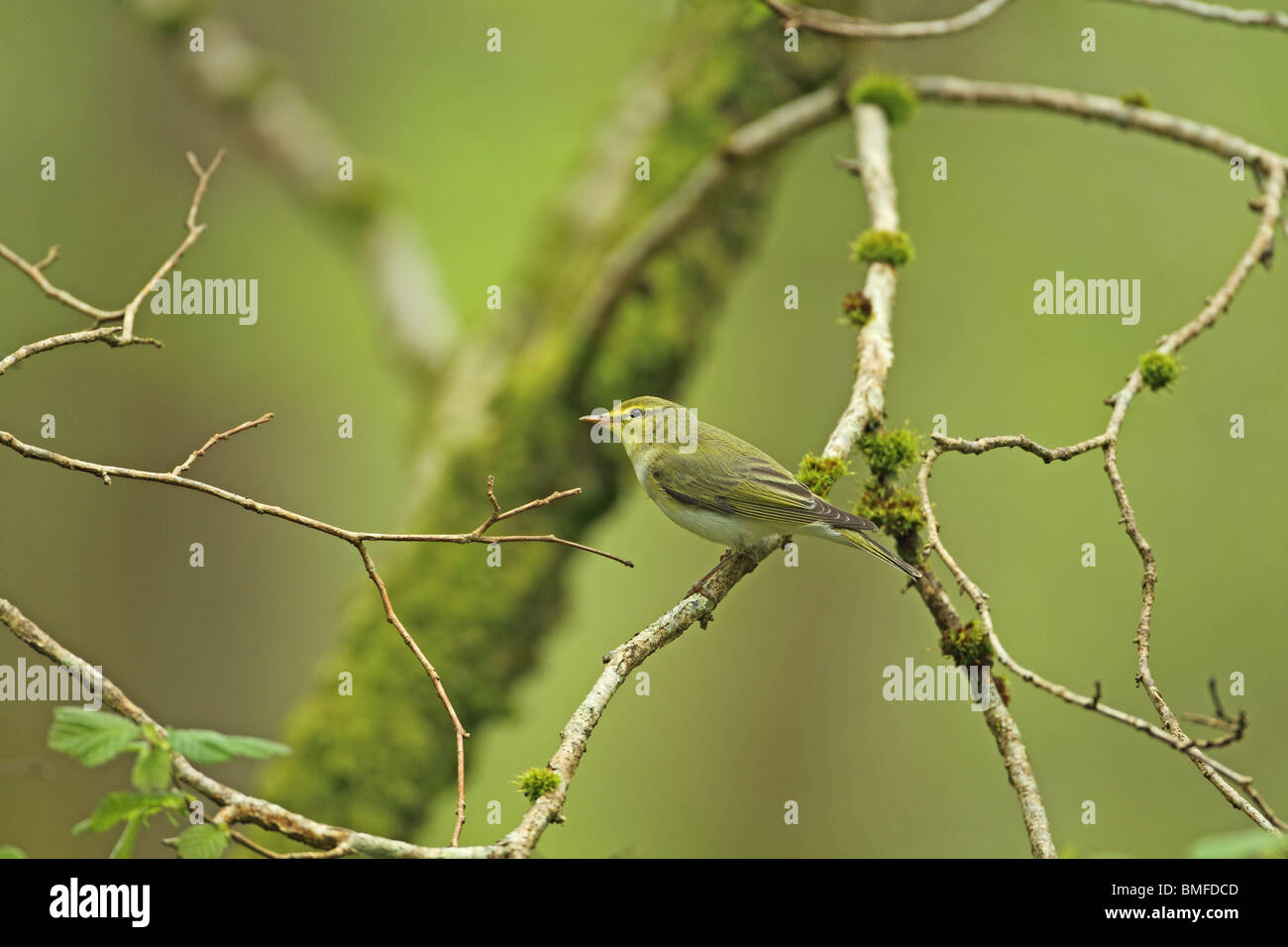 Wood Warbler (Phylloscopus sibilatrix) Stock Photo