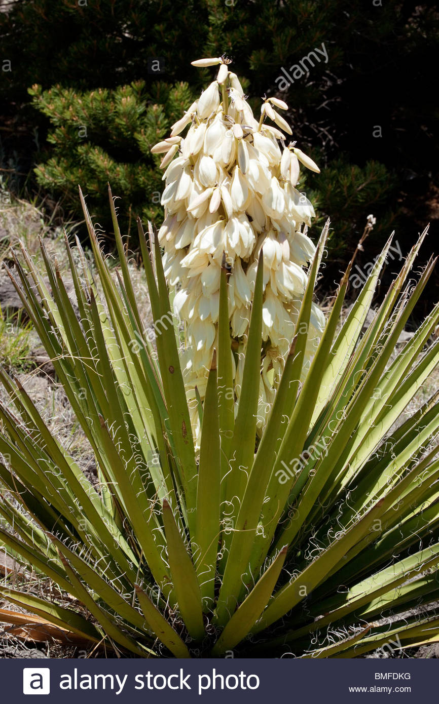 Banana Yucca Stock Photos & Banana Yucca Stock Images Alamy