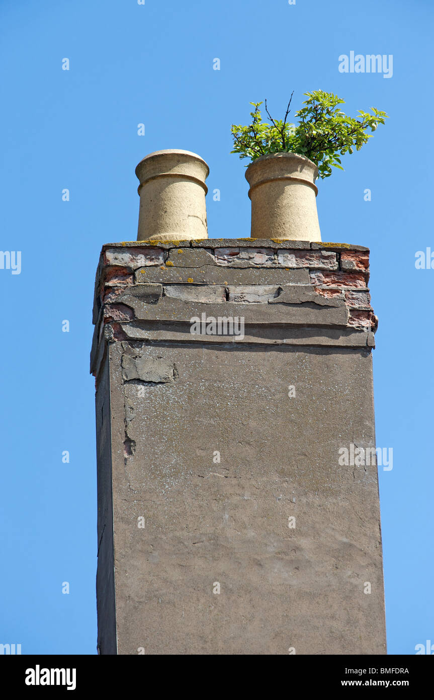 Chimney pot with greenery growing out of the top Stock Photo Alamy