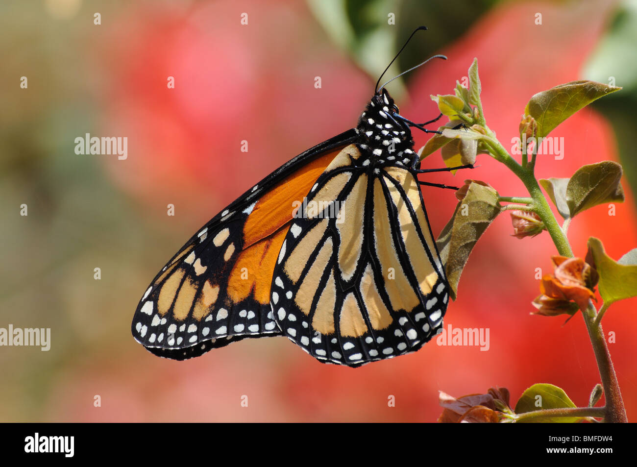 Closeup of the Monarch Butterfly Stock Photo