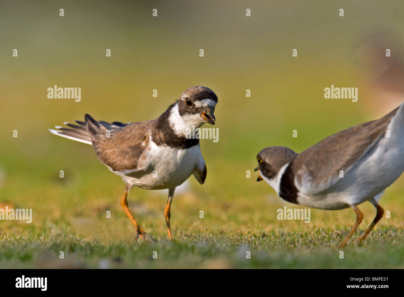 Semipalmated Plovers fighting at dawn Stock Photo Alamy