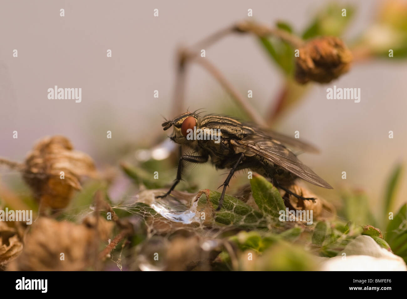 Marbled Grey Flesh Fly (Sarcophaga carnaria) sat on a dewy cobweb on leaves. Stock Photo