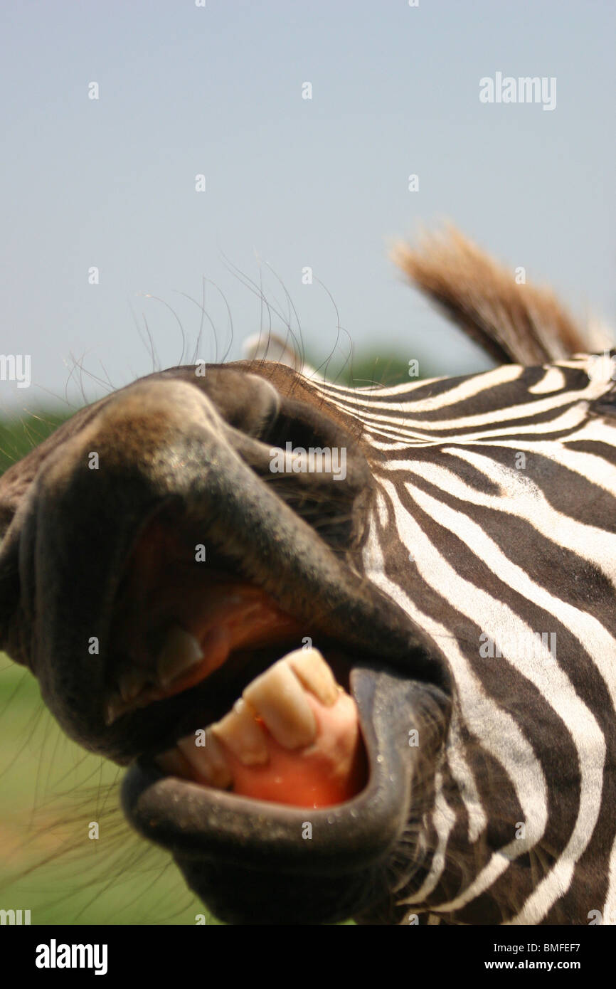 Mouth of Zebra Stock Photo