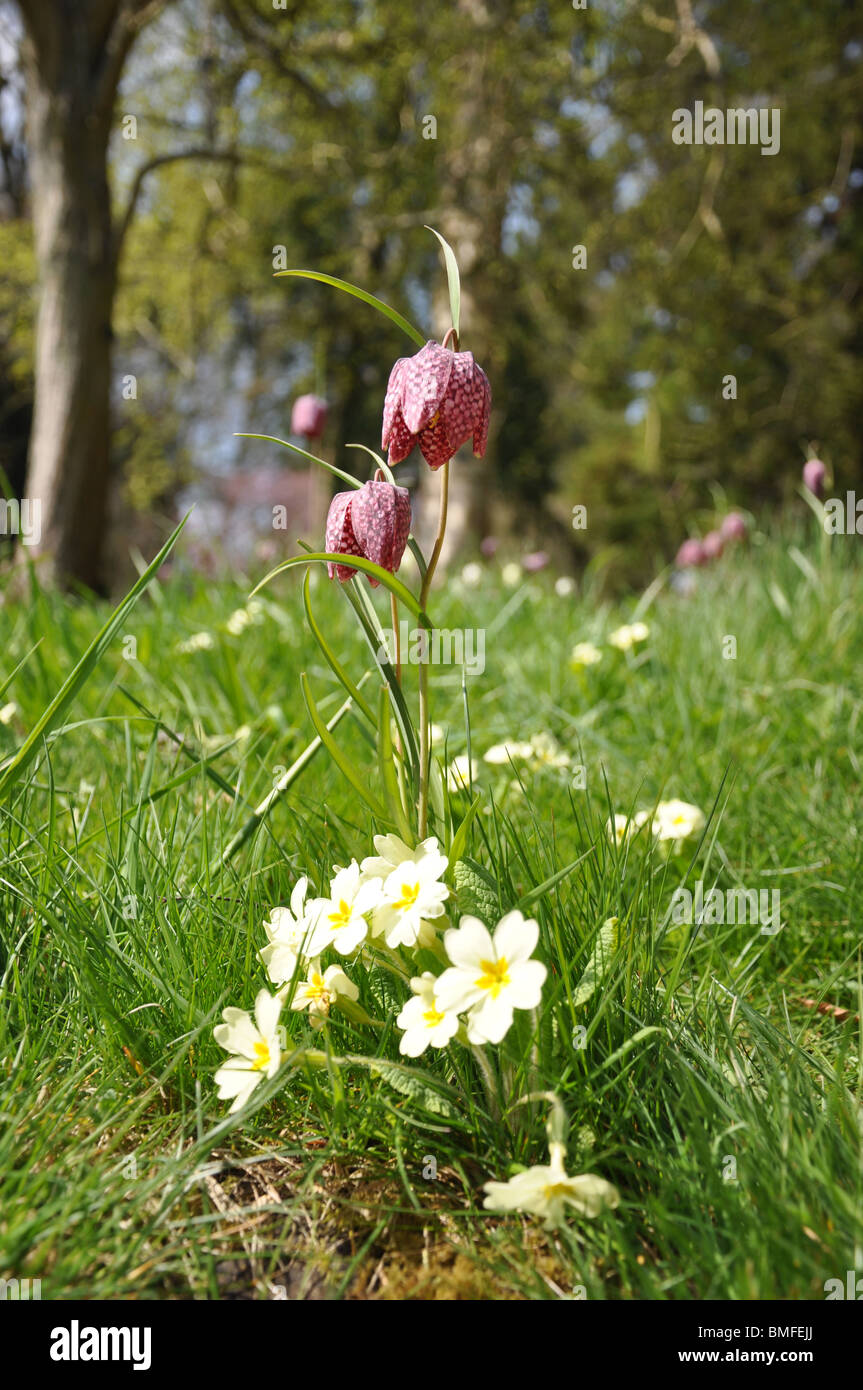 Snakeshead Fritillary Fritillaria meleagris Batsford arboretum near Moreton in the Marsh  Cotswolds Gloucestershire England UK Stock Photo