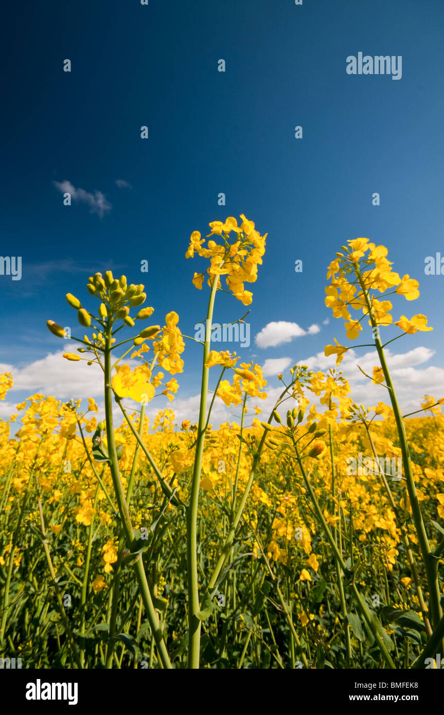 Yellow rapeseed flowers reaching for a blue sky Stock Photo