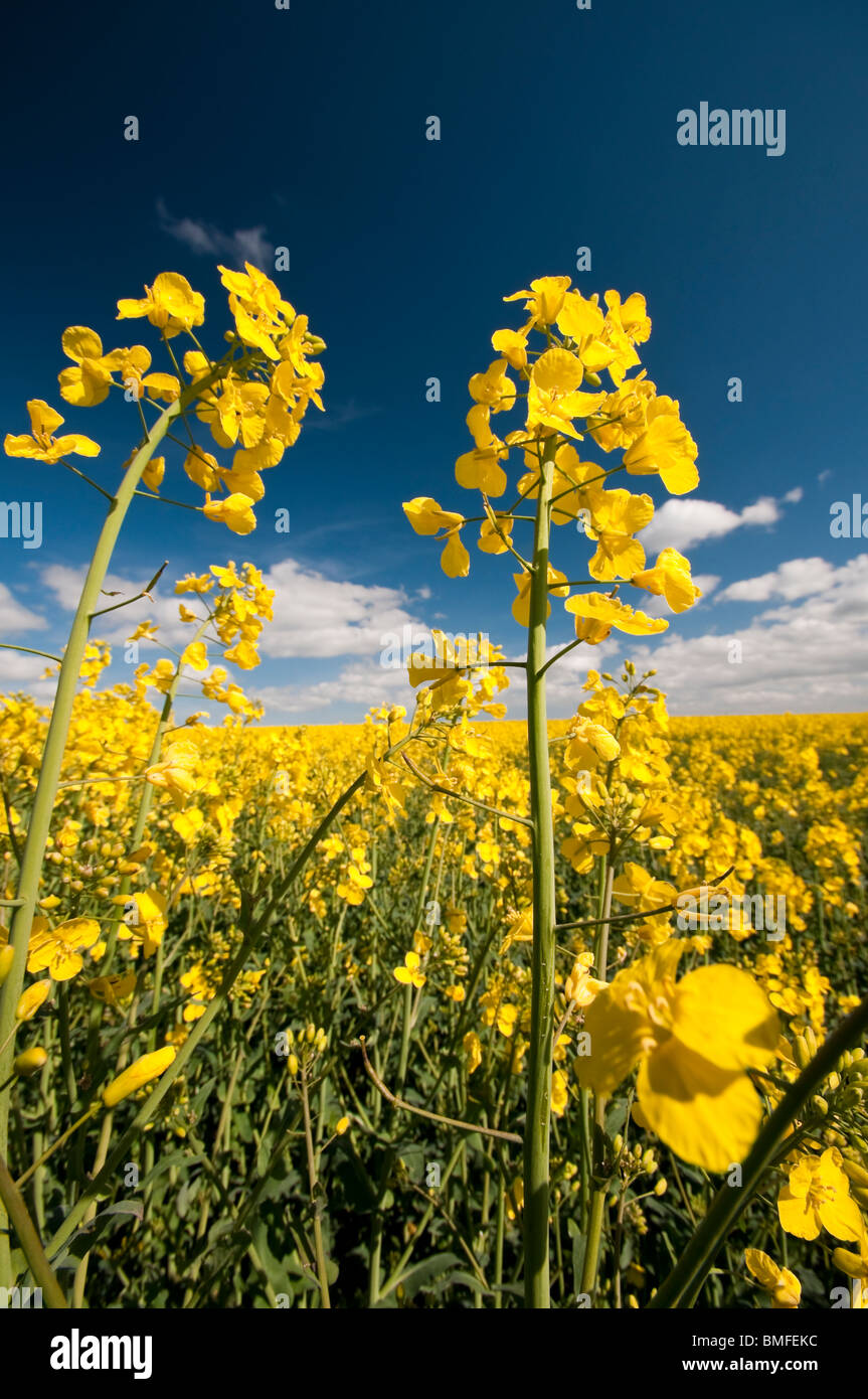 Yellow rapeseed flower heads reaching for the blue sky in the Yorkshire Wolds Stock Photo