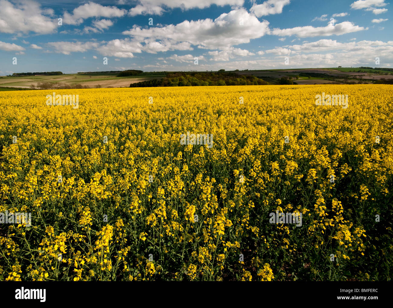 Yellow rapeseed growing in the Yorkshire Wolds Stock Photo