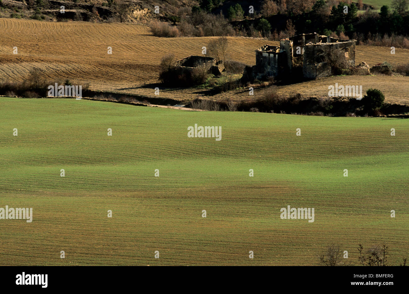 Crop, Fueva valley, Huesca, Spain Stock Photo