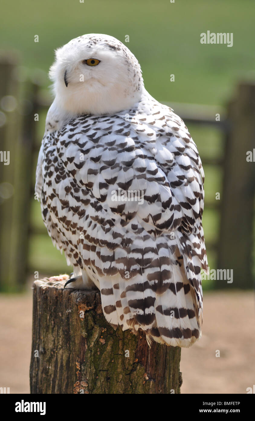 The Cotswold Falconry Centre Stock Photo Alamy