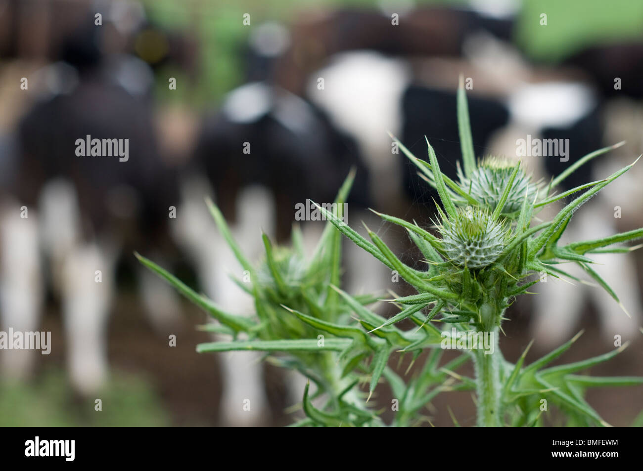 Thistle and cows Stock Photo Alamy