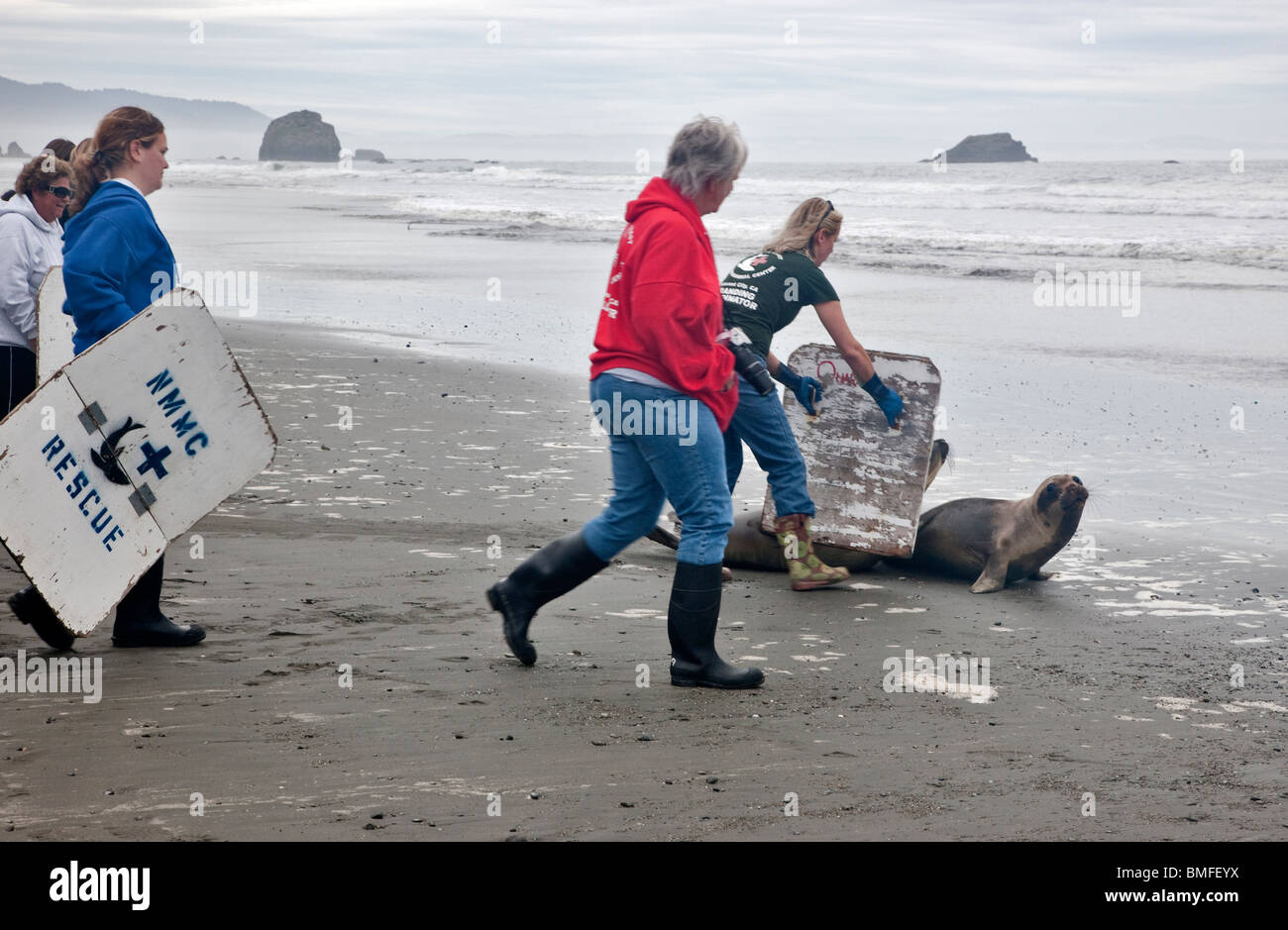 Volunteers releasing rescued rehabilitated 'Steller' Sea Lions, yearling' into Pacific, California. Stock Photo