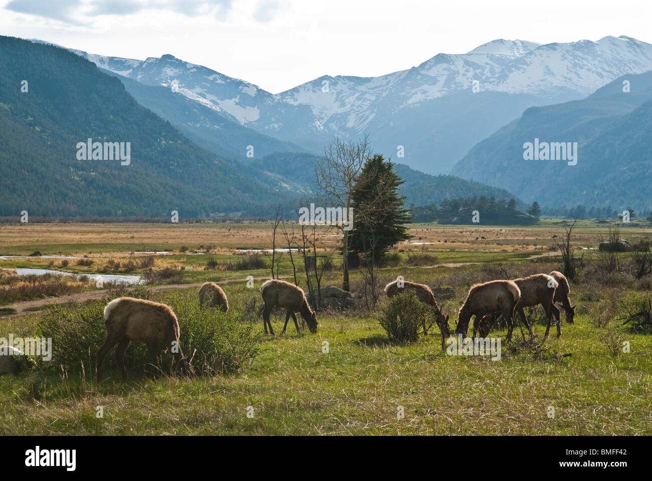 Deer on the bottom of the rockies Stock Photo