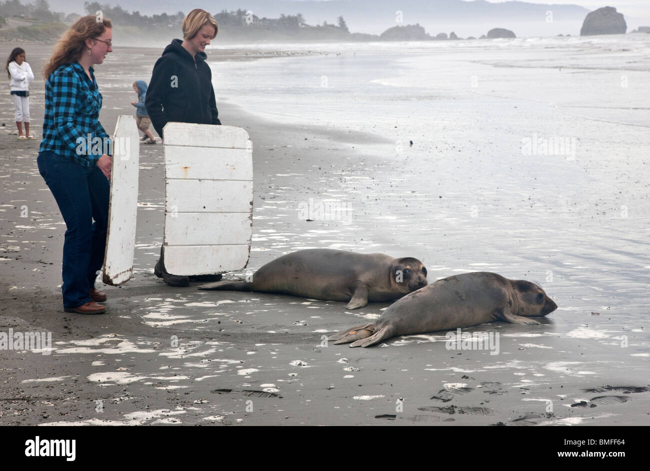 Volunteers releasing rescued rehabilitated 'Steller' Sea Lions 'yearlings'  into Pacific, California. Stock Photo