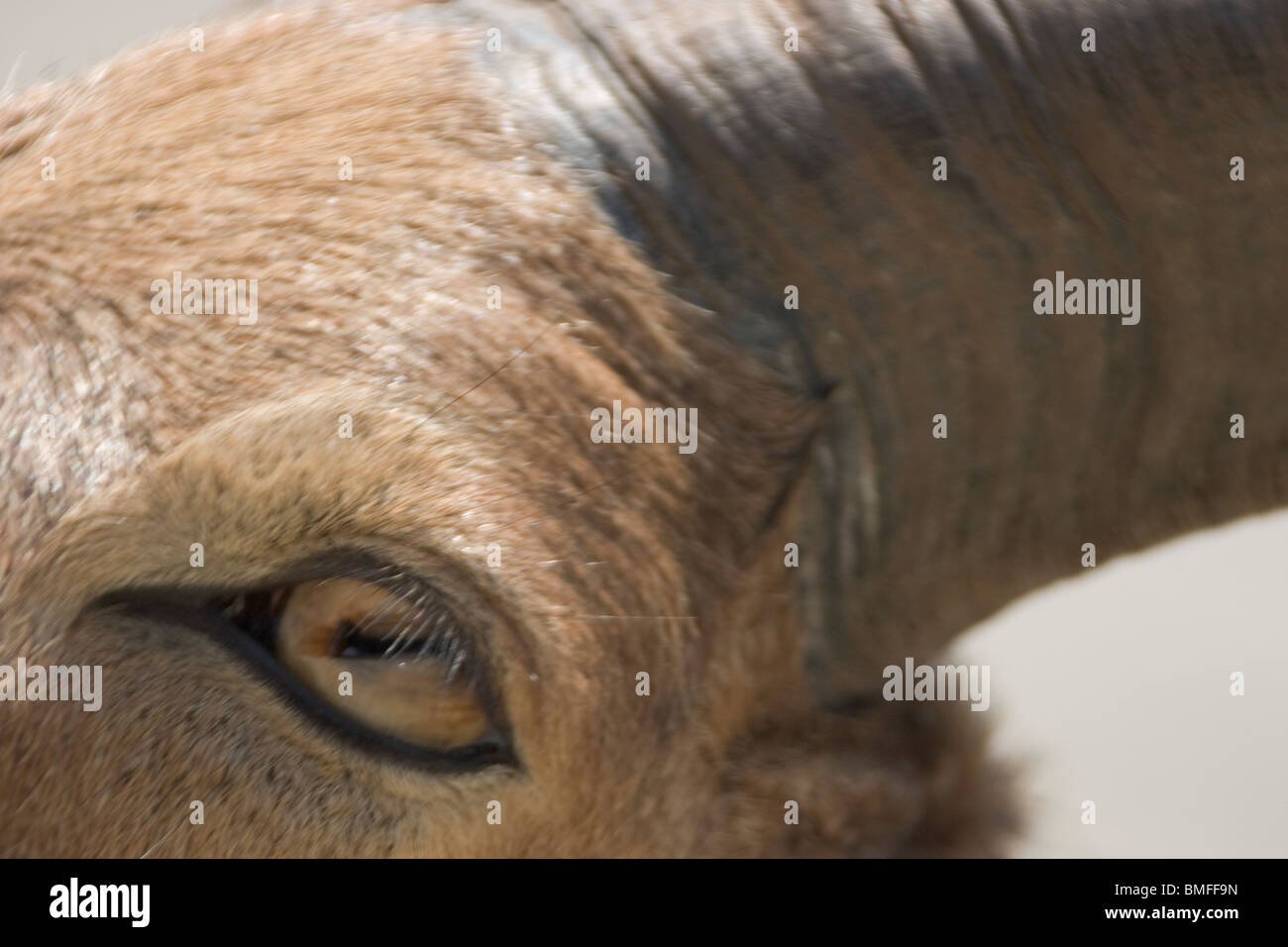 Recurved Horns High Resolution Stock Photography and Images - Alamy