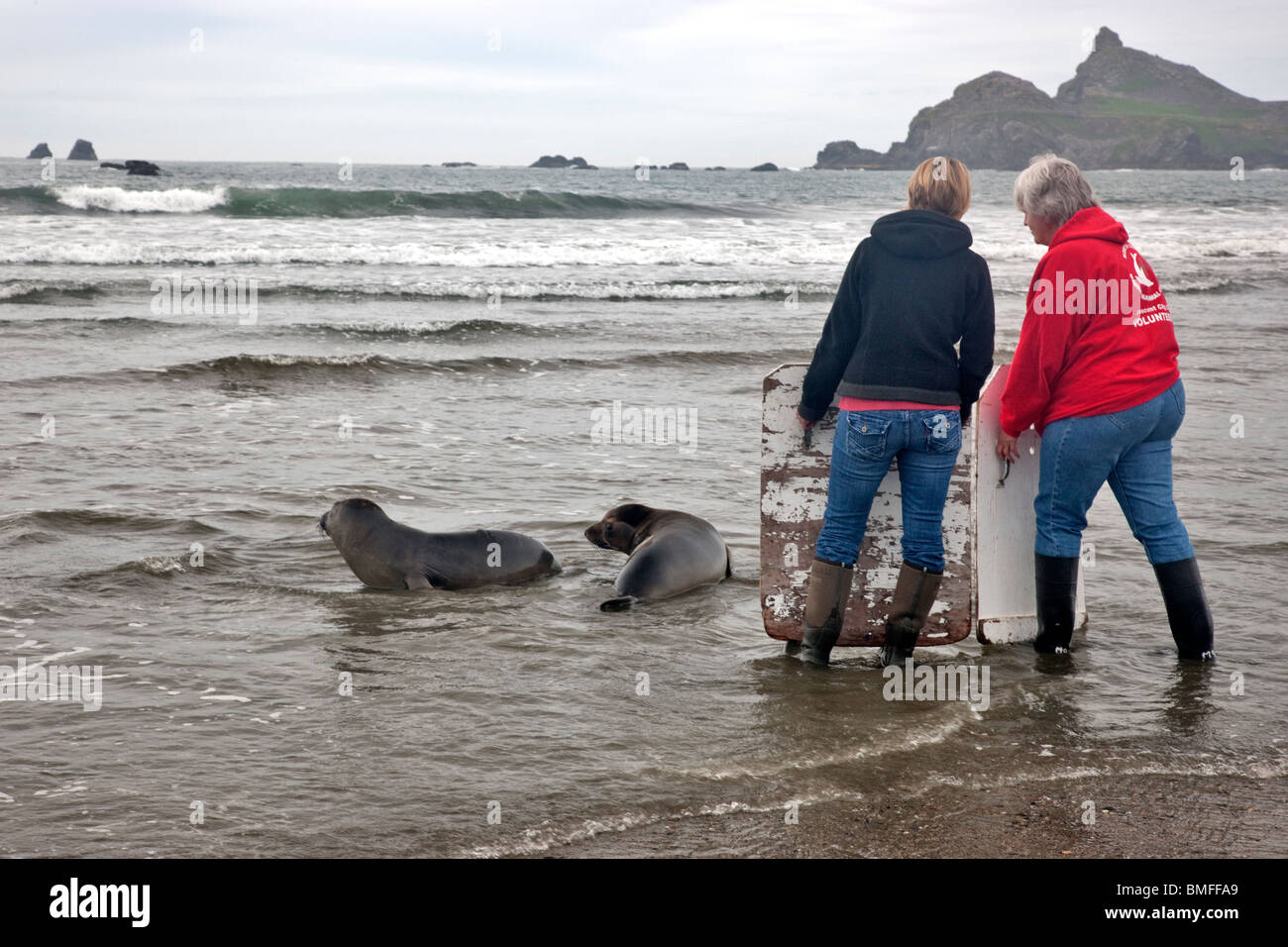 Volunteers releasing rescued rehabilitated  'Steller' Sea Lions 'yearlings' into Pacific, California. Stock Photo