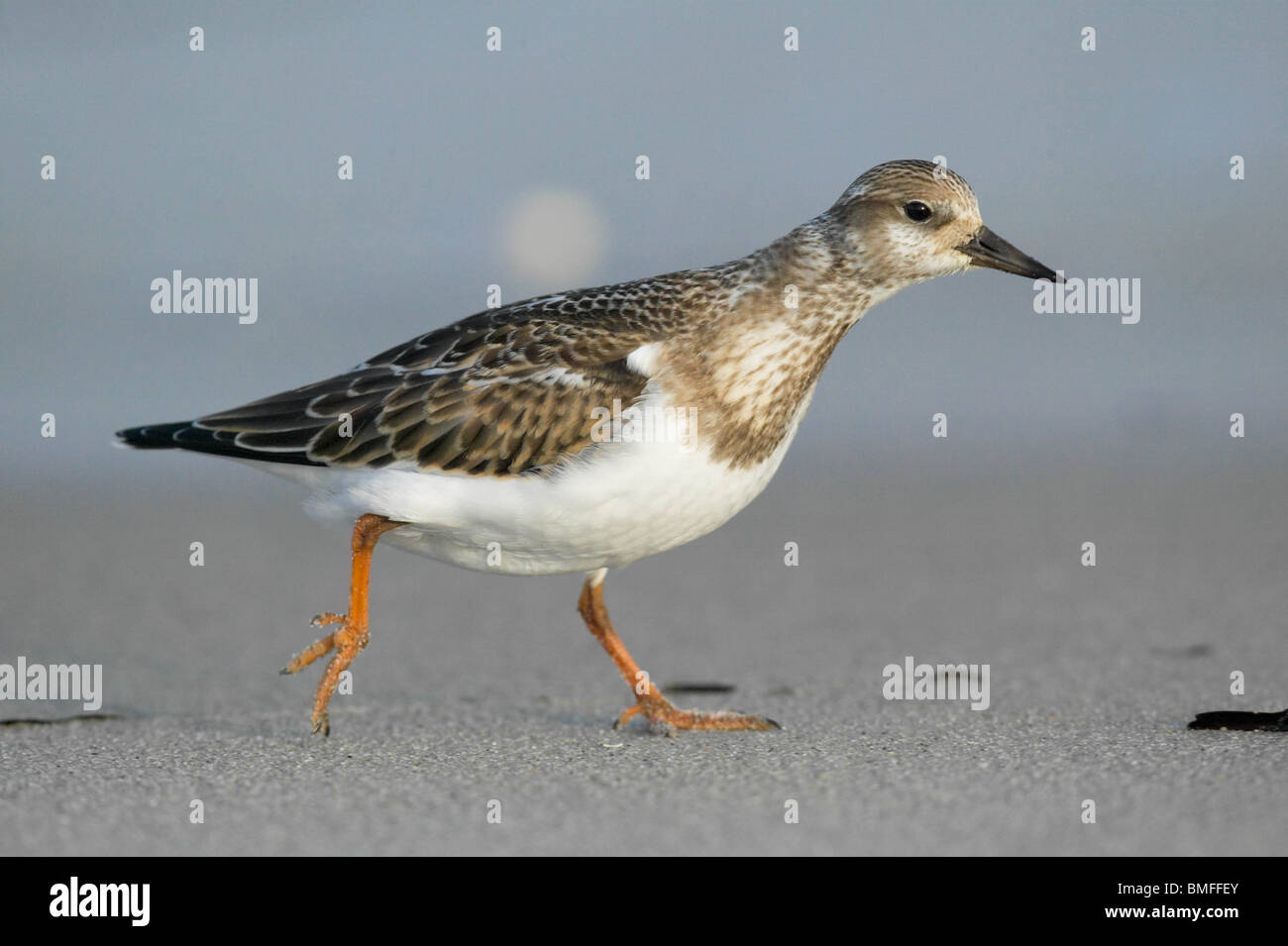 Juvenile Ruddy Turnstone running on the beach at dawn Stock Photo