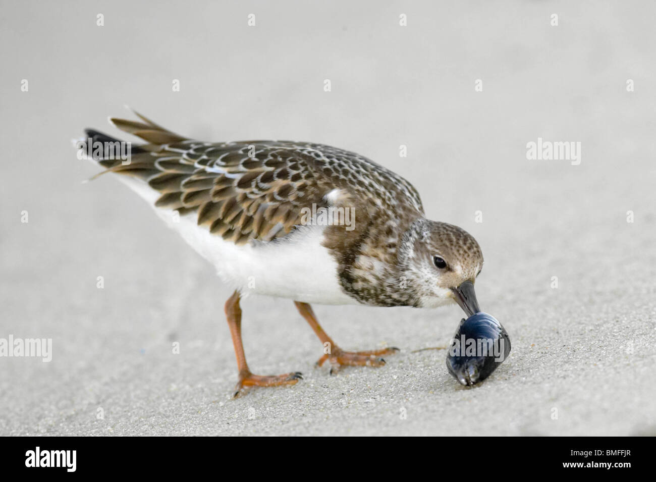 Juvenile Ruddy Turnstone feeding on bivalve Stock Photo