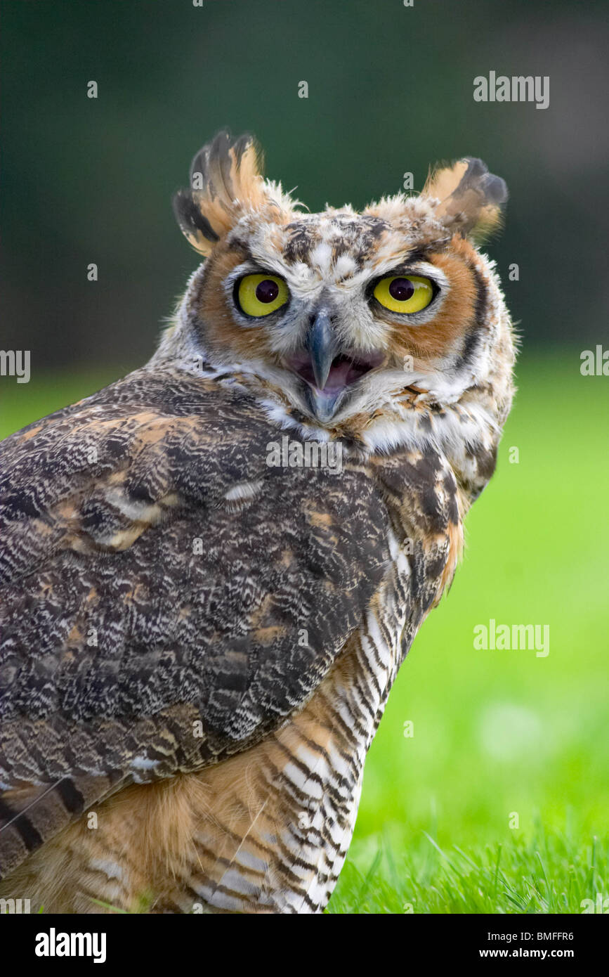 Great Horned Owl vocalizing Stock Photo Alamy