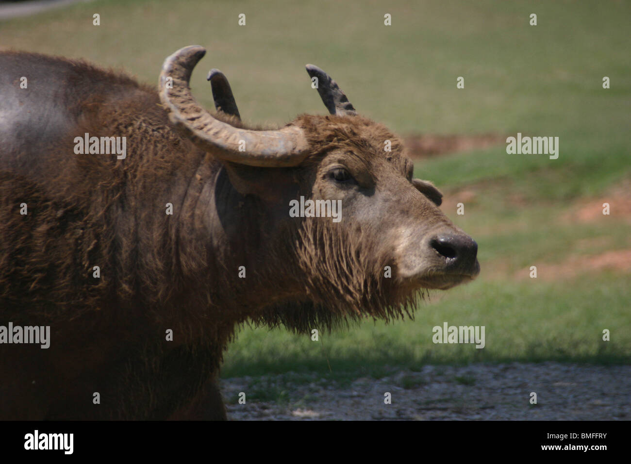 South American Water Buffalo Stock Photo