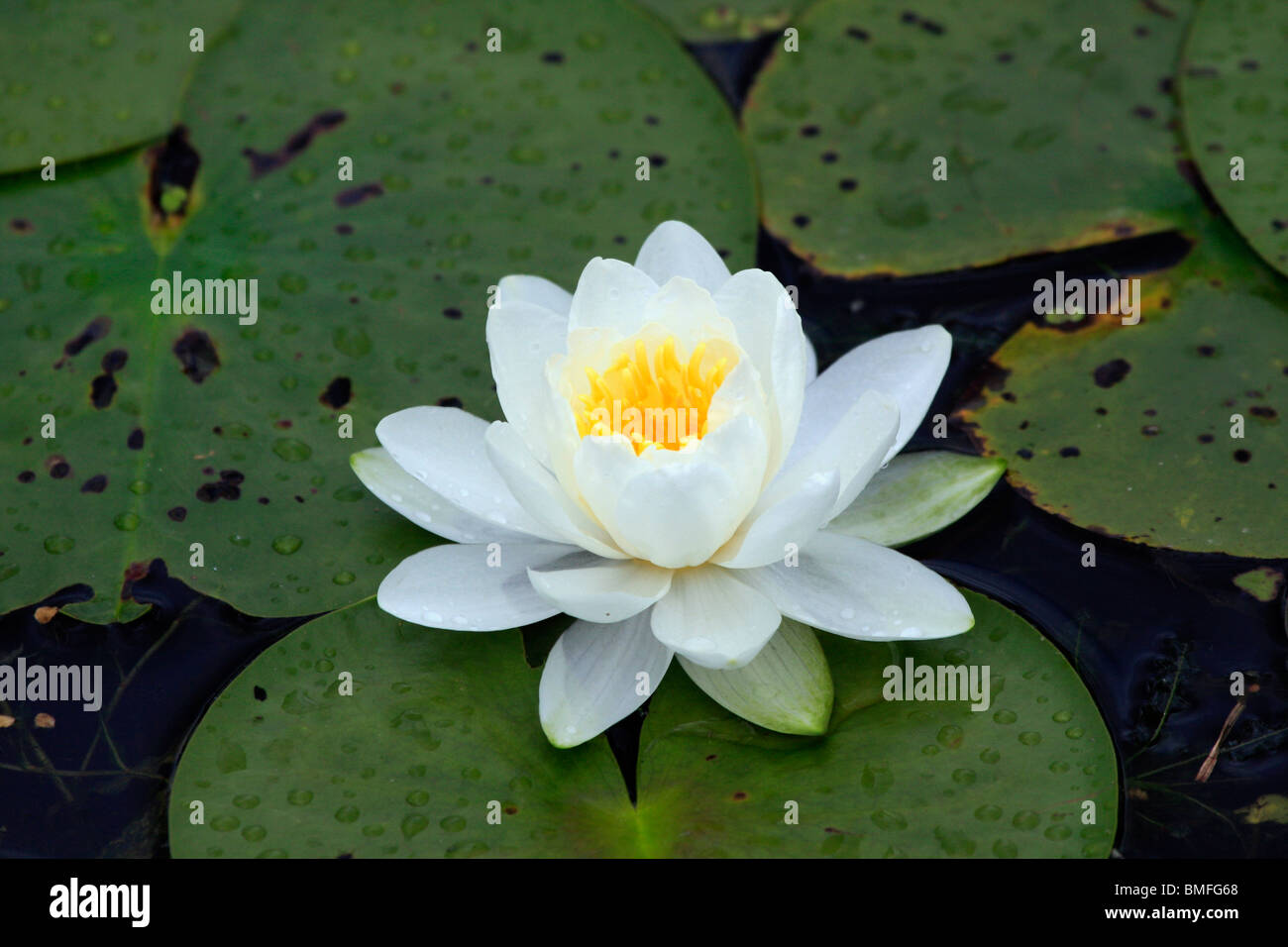 Water Lilly Flower Stock Photo