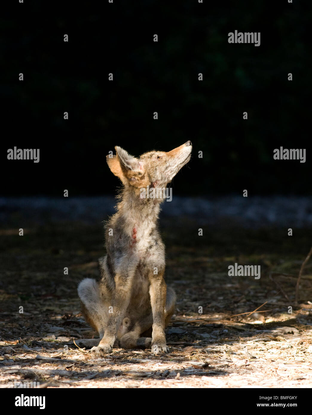 Skinny coyote hi-res stock photography and images - Alamy, image size:1044x1390