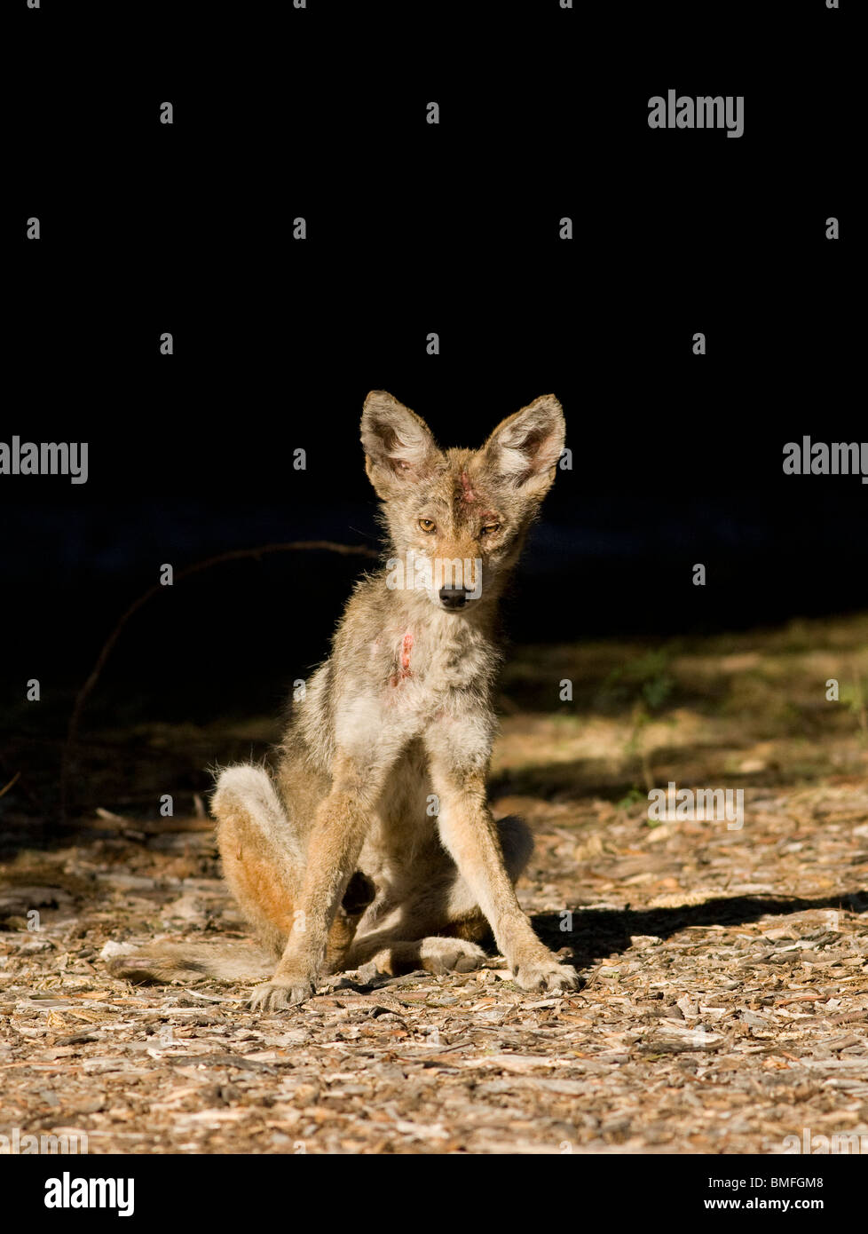 Sarcoptic mange hi-res stock photography and images - Alamy