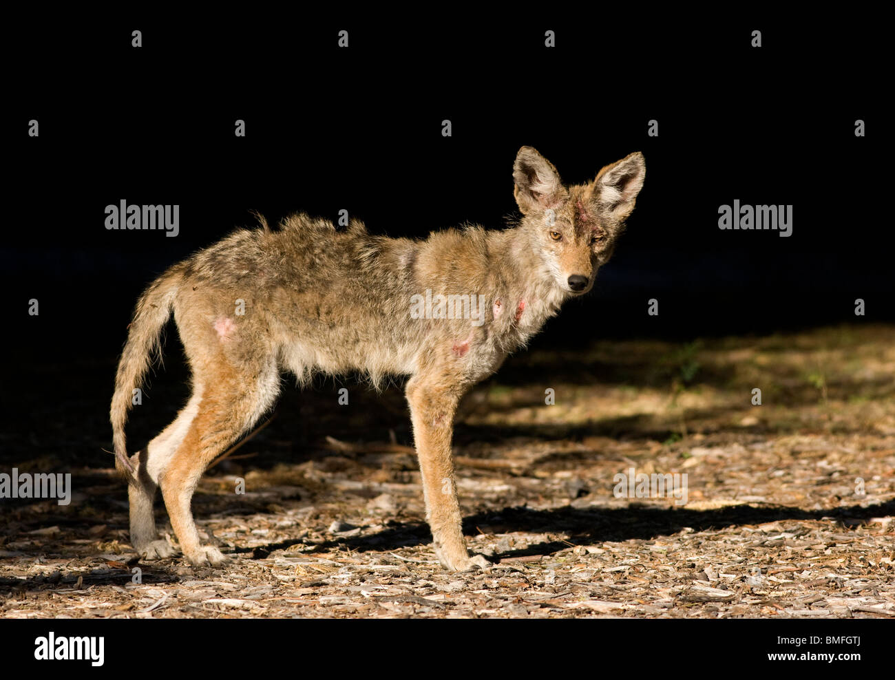 Coyote with Mange Stock Photo - Alamy