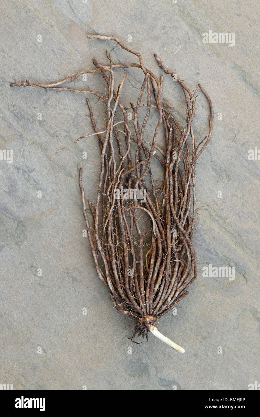 Asparagus crowns hires stock photography and images Alamy