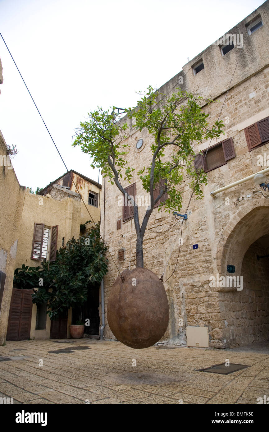 Suspended orange tree jaffa hires stock photography and images Alamy