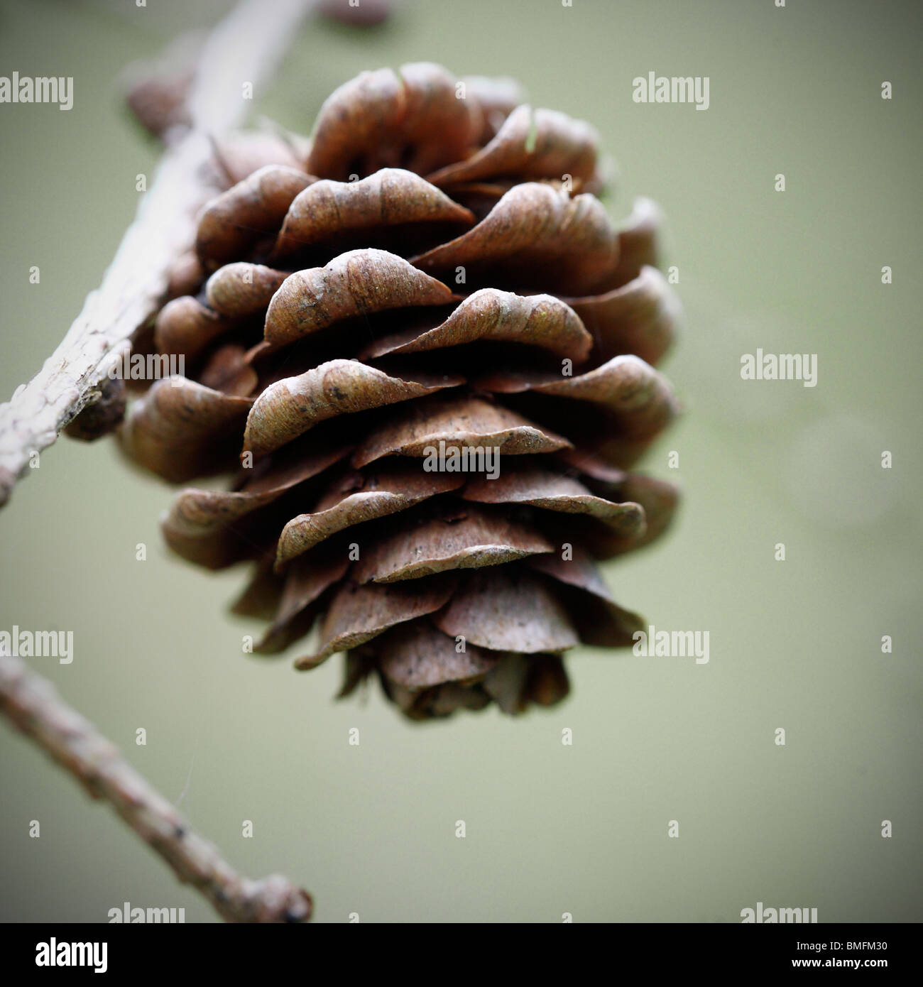 Detail pine cone hi-res stock photography and images - Alamy