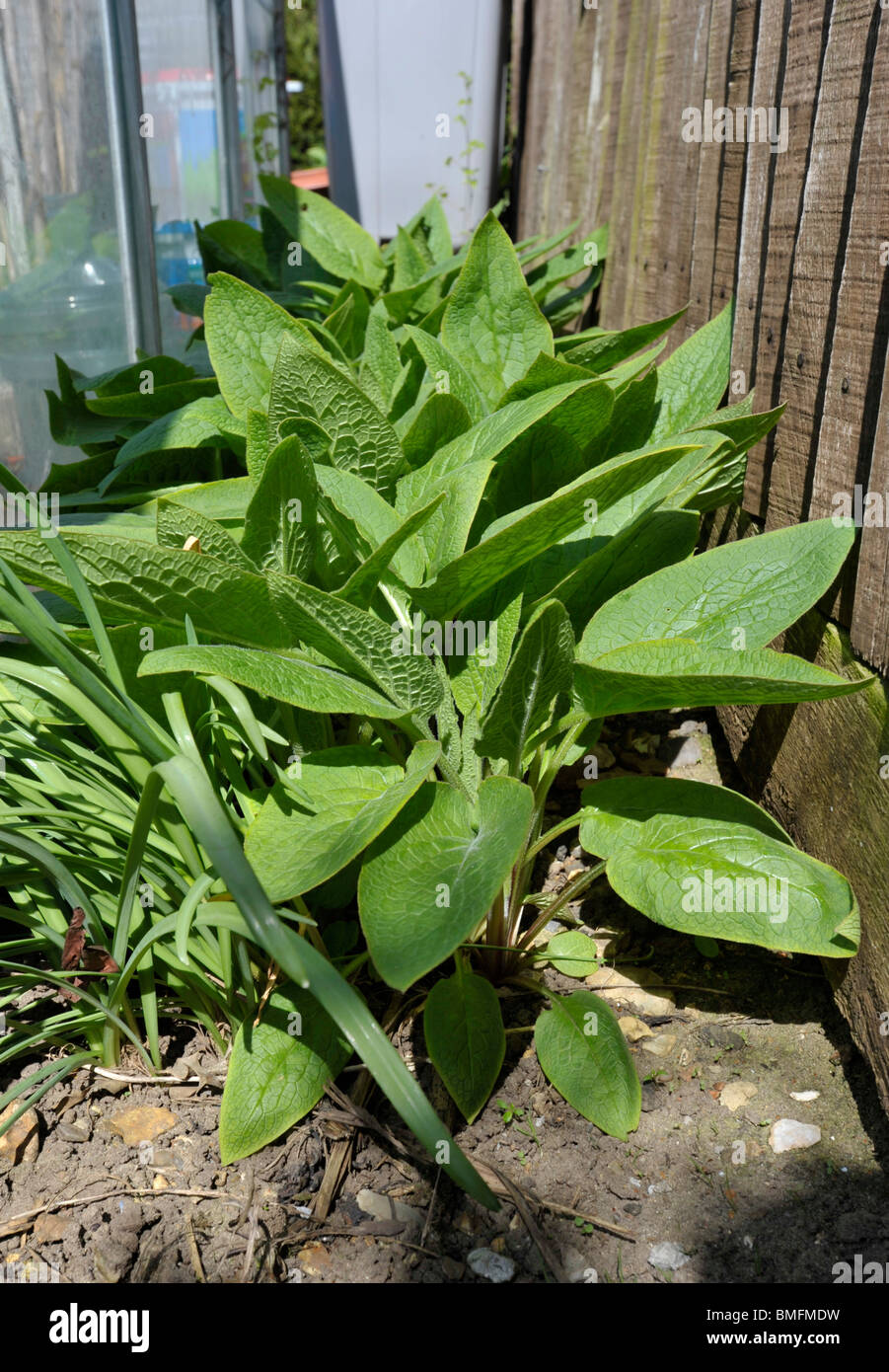 Russian Comfrey plants used to make organic liquid fertilisers and to enrich garden compost. Stock Photo