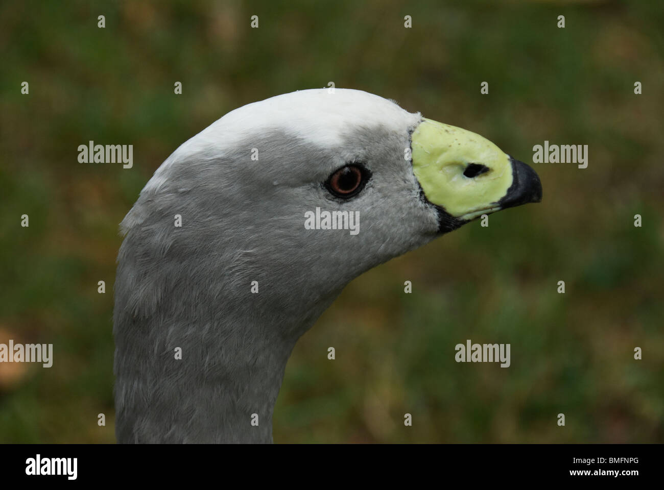 Detail of the head of a cape barren goose (Cereopsis novaehollandiae). Stock Photo