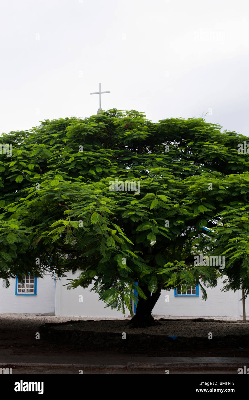 A flame tree outside a church in Majuro, Marshall Islands Stock Photo