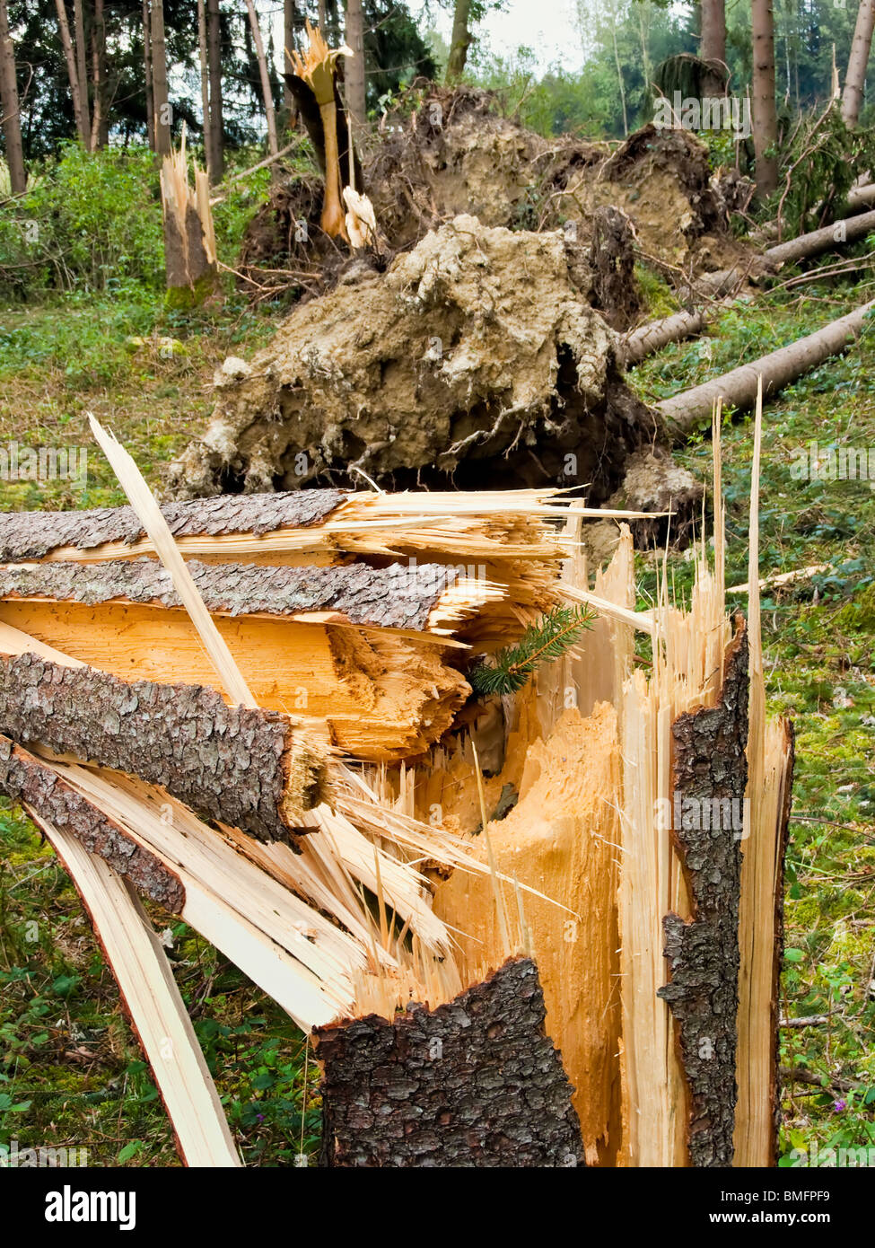 Storm damage. Fallen trees in the forest after a storm Stock Photo - Alamy