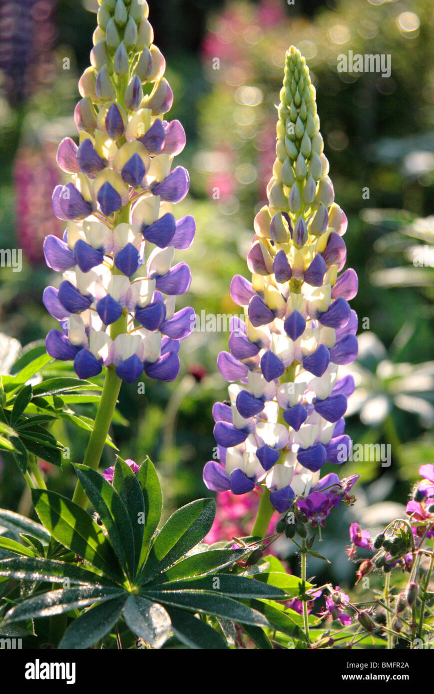 Blue Lupin flower Stock Photo
