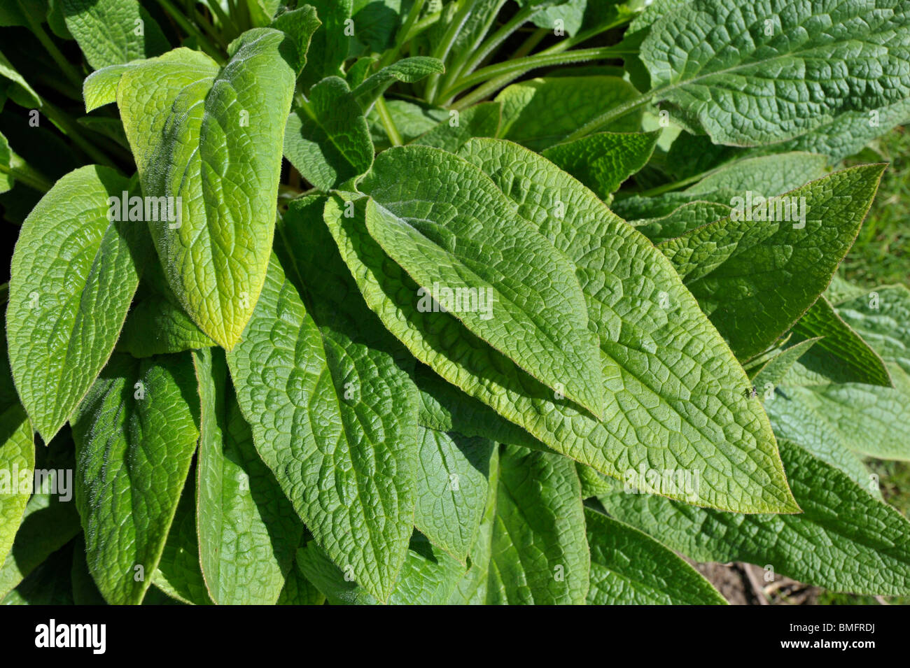 Russian Comfrey plants used to make organic liquid fertilisers and to enrich garden compost. Stock Photo
