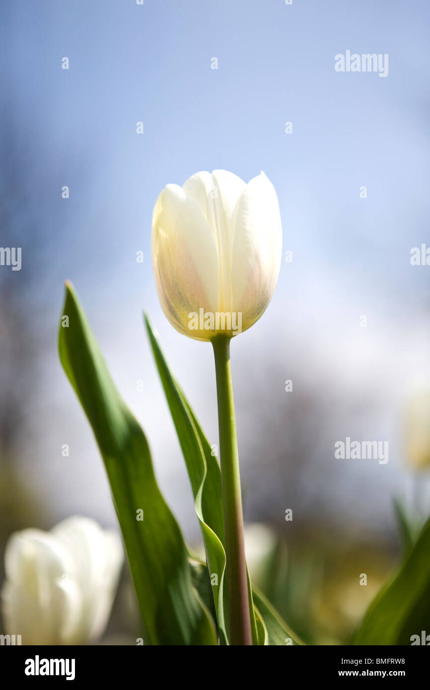A white tulip against a blue sky Stock Photo - Alamy