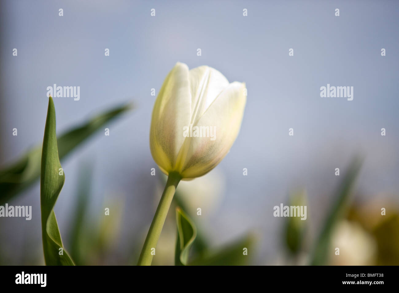 A white tulip against a blue sky Stock Photo - Alamy