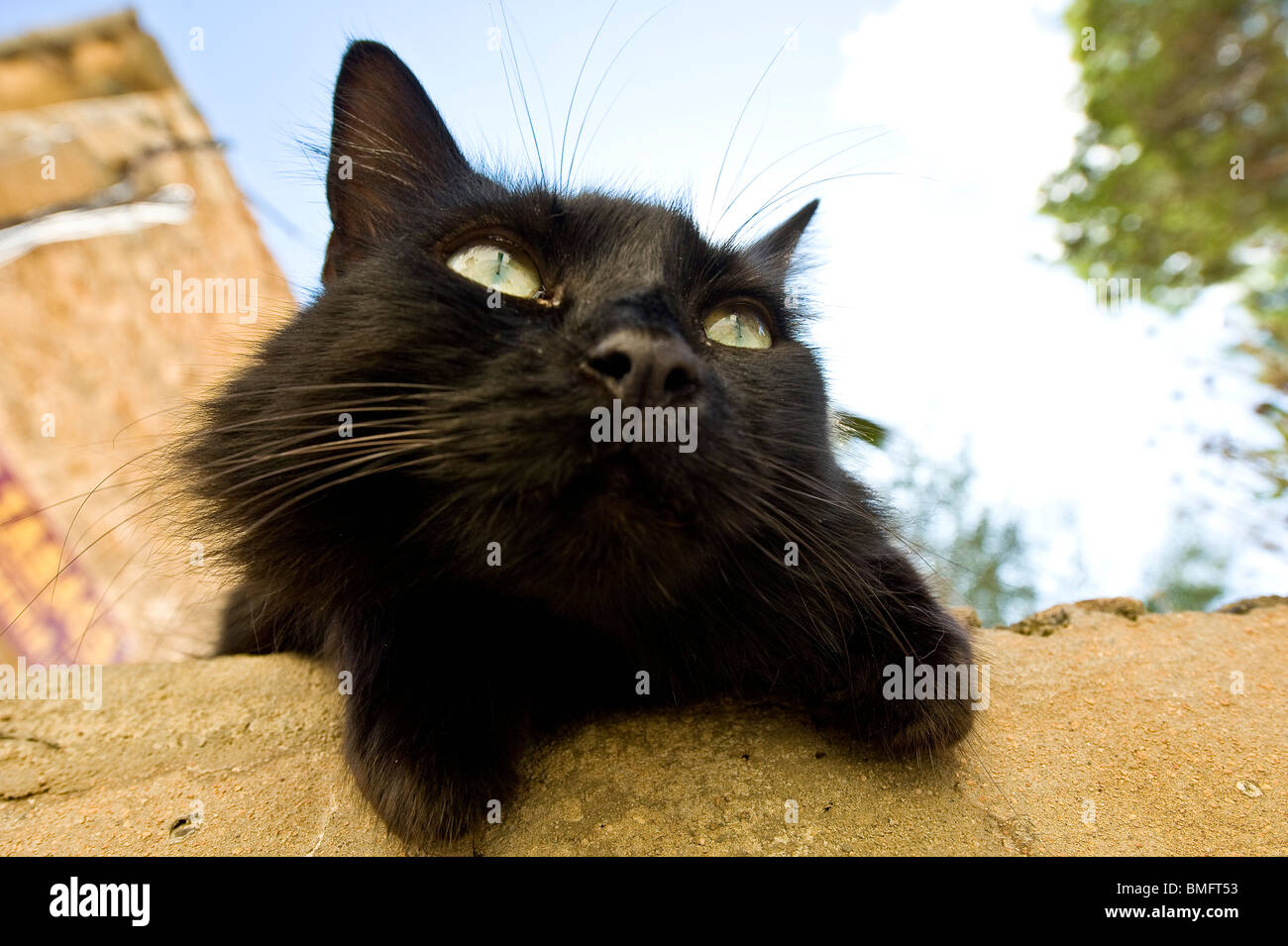 Black cat on the wall Stock Photo - Alamy